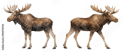 A charming watercolor collection of moose featuring large forest deer with massive antlers and rich brown fur illustrated in a natural wildlife style.