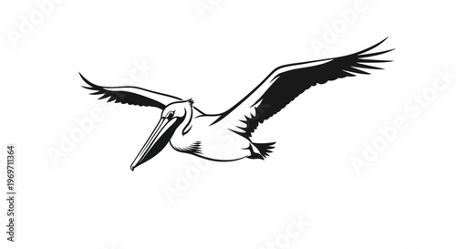 A striking black and white illustration of a pelican in mid-flight, showcasing its broad wingspan and distinctive beak.