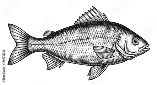 Detailed black and white illustration of a fish with scales and fins, depicted in a realistic, vintage style.