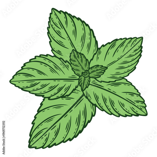 Mint leaves, flavourful herbal tea, medicine ingredient, colourful, hand-drawn illustration, line art contour, isolated