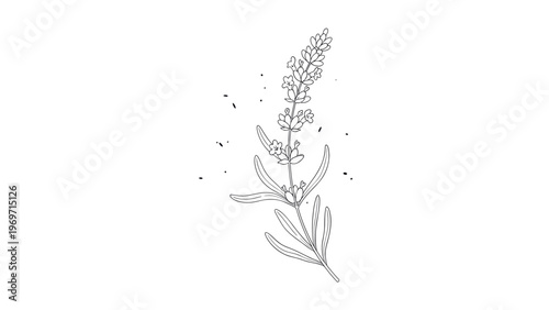 Simple black and white line drawing of a lavender sprig with delicate flowers and thin leaves isolated on a plain white background.