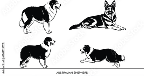 Australian Shepherd dog illustration set showing different poses standing sitting lying herding black white vector detailed canine breed artwork design