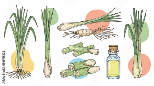 Botanical illustration set of lemongrass including whole plants, cut stalks, and a glass bottle of essential oil.