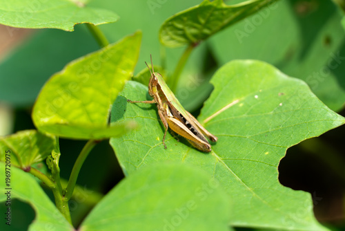 Green grasshopper rests on broad leaf. Leaf has smooth edges and natural holes. Natural sunlight highlights insect's brown stripes. Plant displays lush, rounded green foliage. Grasshopper stands still