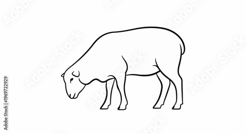 Line art sketch of a sheep with head down, appearing to graze