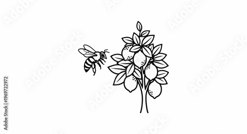 Line drawing of a bee approaching a lemon tree with fruit