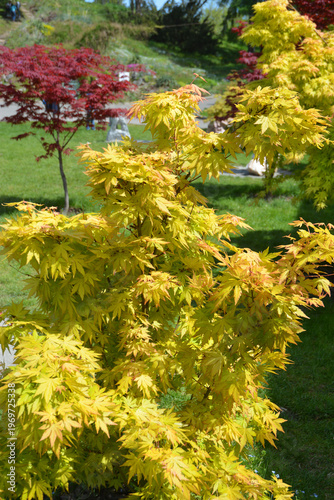 Acer palmatum golden Japanese maple tree in garden landscape