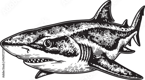 Menacing black and white illustration of a great white shark with sharp teeth hand drawing illustration vector