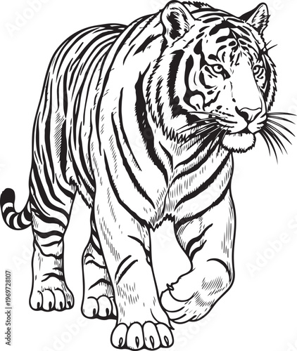 Graceful black and white illustration of a tiger in a poised stance hand drawing illustration vector