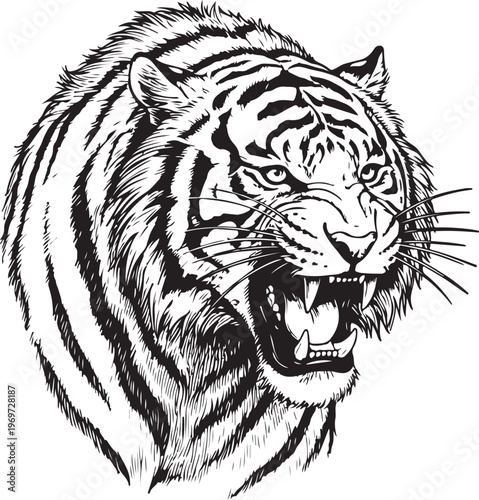 Majestic tiger with fierce expression in striking black and white illustration hand drawing illustration vector