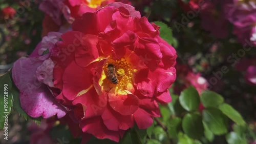 Honey bee collecting nectar on a red flower of Alpine rose (Rosa pendulina) sway in the breeze, Close-up 