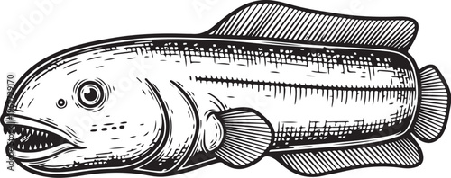 Intricate black and white illustration of a predatory fish with sharp teeth hand drawing illustration vector