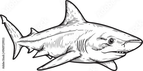Detailed sketch of a great white shark swimming gracefully through the ocean depths hand drawing illustration vector
