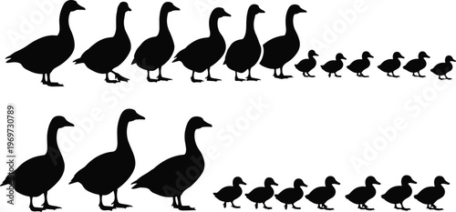 duck silhouettes set, vector illustration, black bird collection, goose and duckling shapes, wildlife icons, isolated design, farm animal silhouettes