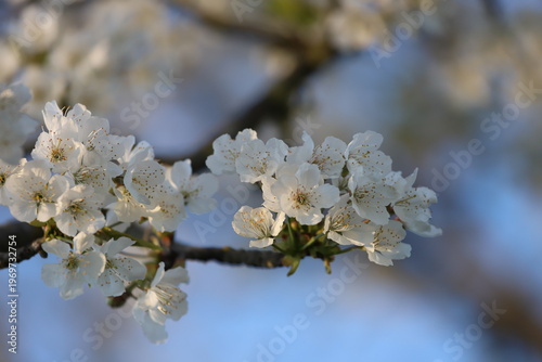 Primo piano di fiori di ciliegio, prunus avium, in primavera nella campagna italiana