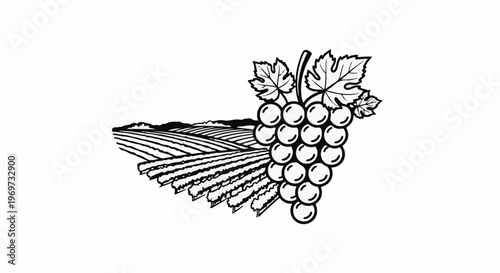 Grapes and vineyard landscape illustration in black and white line art
