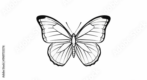 Elegant line drawing of a butterfly on a white background