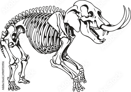 A detailed black and white line art illustration depicting the skeleton of a large mammoth
