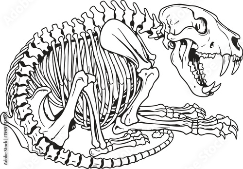 A detailed black and white line drawing of a saber-toothed tiger skeleton in a crouching pose.
