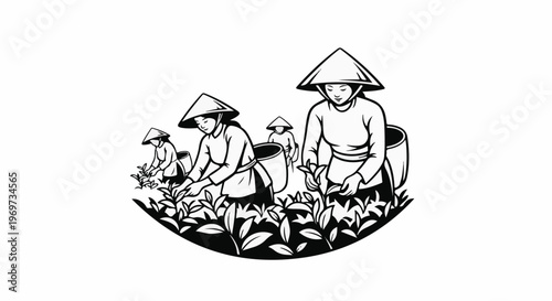 Farmers in conical hats harvest tea leaves from lush plants, a scene of rural labor
