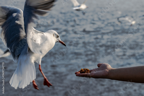 Seagulls swoop down for food 3
