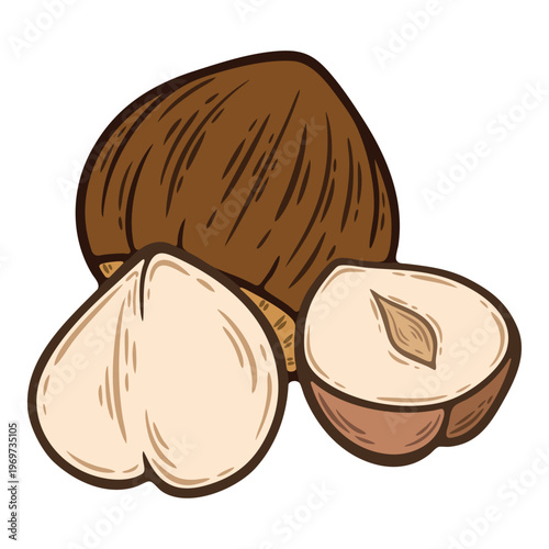 Hazelnut, chocolate ingredient, backing component, colourful, hand-drawn illustration, line art contour, isolated
