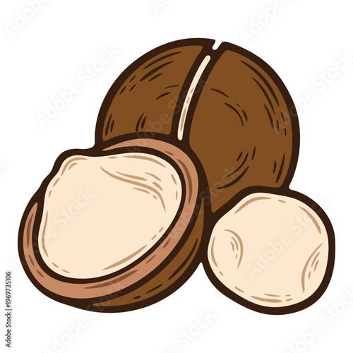 Macadamia nut in an open shell, colourful, hand-drawn illustration, line art contour, isolated