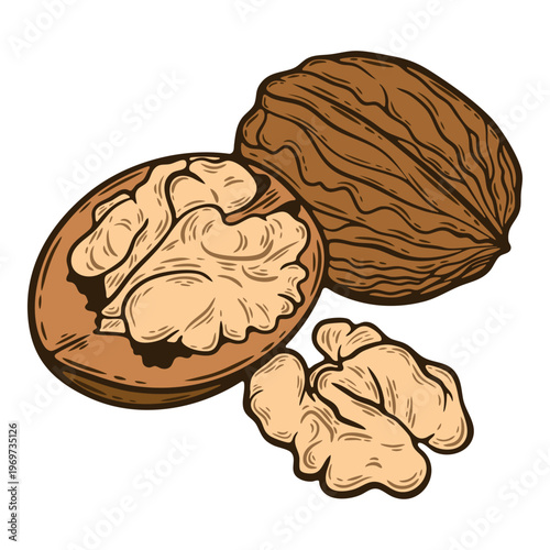Walnut nut, closed and cracked, open seed, colourful, hand-drawn illustration, line art contour, isolated