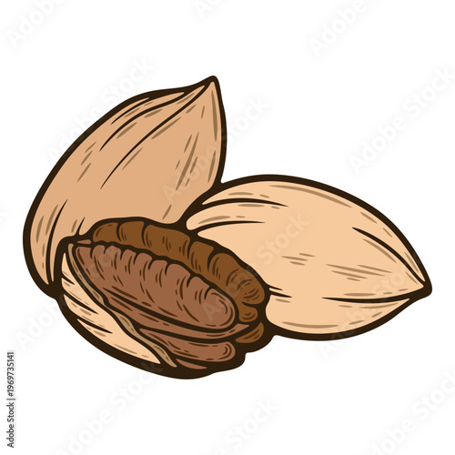 Pecan nut, open, closed and cracked shell, colourful, hand-drawn illustration, line art contour, isolated