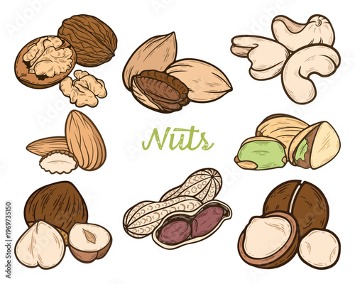 Nuts set, peanut, walnut, cashew, hazelnut, almond, pecan, pistachio, macadamia, healthy snack, cooking ingredient, colourful, hand-drawn illustration, line art contour, isolated
