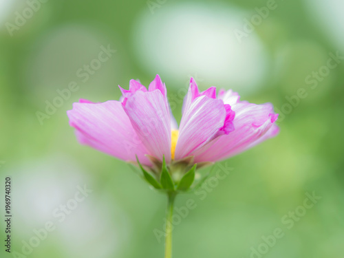 やさしい淡いピンクと鮮やかなピンクの色調のコスモス。秋の公園や花壇を彩るコスモスのある風景。背景。自然風景素材。