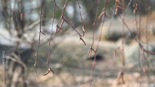 Birch branches hanging from a tree, showing delicate brown catkins against a blurred natural background, symbolizing new growth and the arrival of spring outdoors