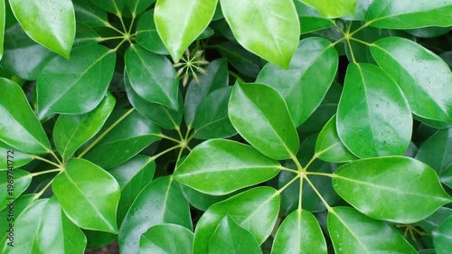 Tropical green leaves schefflera close-up, abstract natural background.