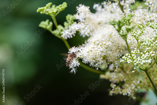 Картината върху платно Honeybee on meadowsweet flowers, Germany