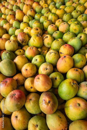 Obraz na plátně Large quantity of ripe mangoes (Mangifera indica), presumably Tommy Atkins or Kent variety, after harvest