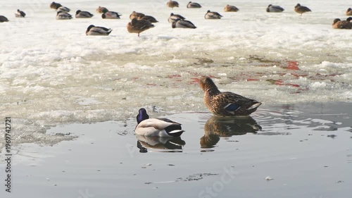 Mallard ducks finding open water for swimming and resting with others on a partially ice covered lake, reflecting the challenging conditions of late winter or early spring