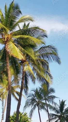 Tropical palm trees under bright blue sky beside red-roof building