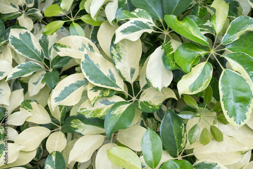 Tropical green leaves schefflera close-up, abstract natural background.