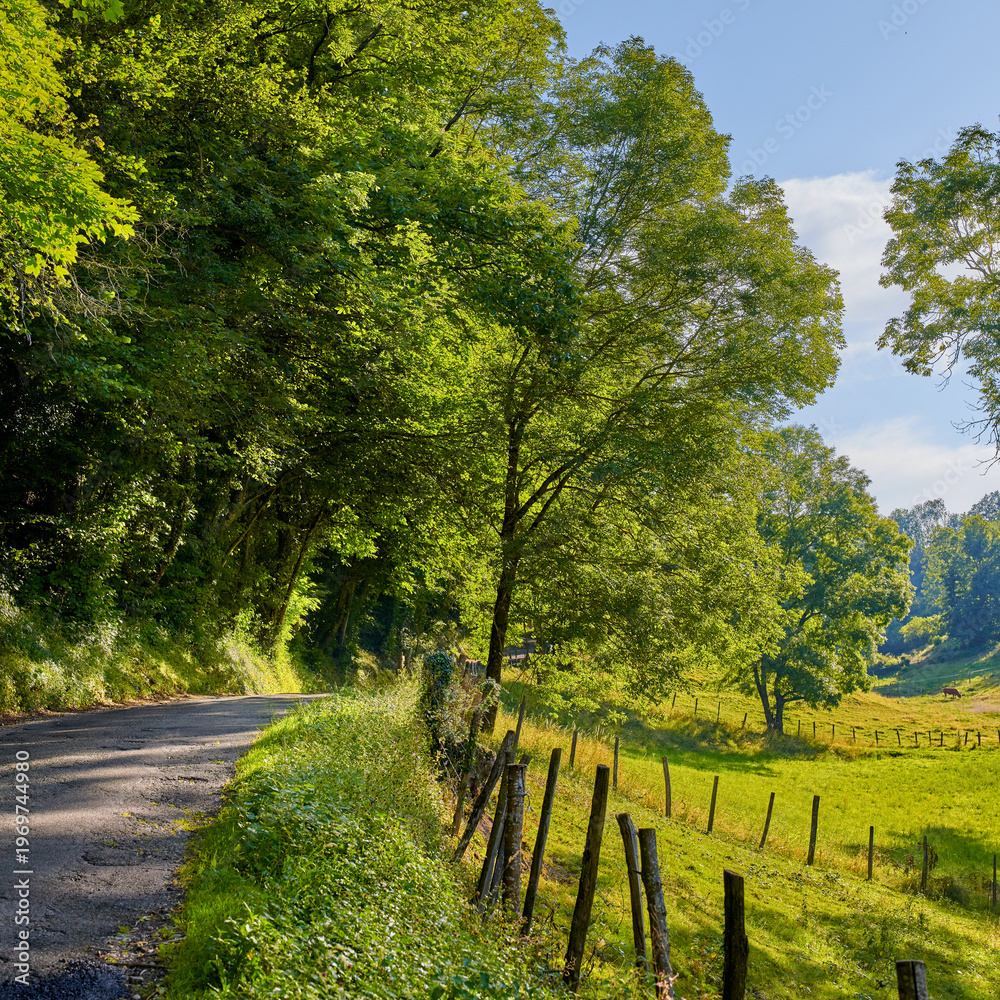 Fototapeta premium Rural, road and driveway on farm with trees, sustainable environment and countryside plantation. Gravel, path and plant growth on agriculture land with peace, tranquility and eco friendly vegetation.