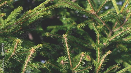 Green spruce tree branches with sharp needles forming a detailed view of natural evergreen foliage, providing a vibrant texture and botanical pattern suitable for nature themed designs