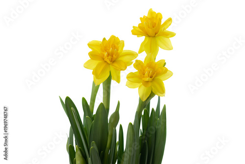 Gelbe Osterglocken (Narcissus pseudonarcissus), freigestellt