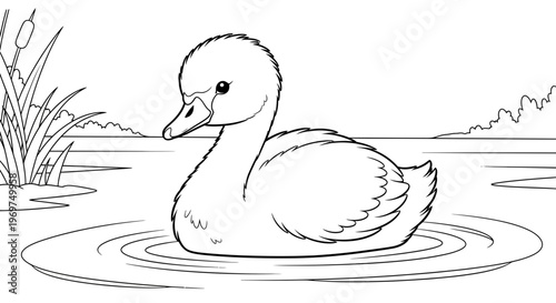 Cute baby swan swimming in calm water with reeds and trees in background