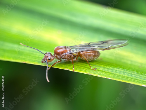 Close up of queen ant, queen weaver ant (Oecophylla smaragdina)