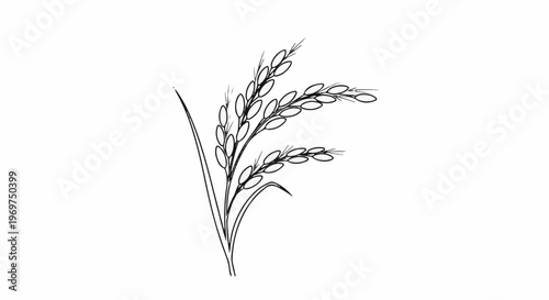 Stylized sketch of three rice stalks with grain clusters