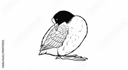 Stylized illustration of a small bird with black head and white body