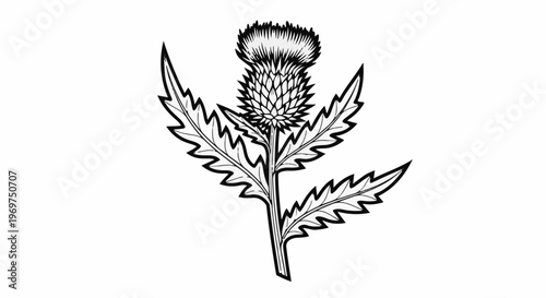 Stylized illustration of a thistle flower with spiky leaves