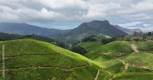 Wallpaper Mural Aerial view of several Tea Plantation hills in Munnar, Kerala, India. Cinemati Aerial View of Munnar. Aerial view of a tea plantation in Munnar. The beautiful Western Ghats mountain range in Kerala Torontodigital.ca