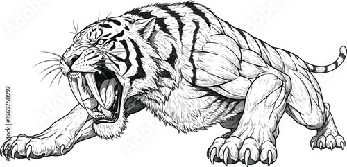 Fierce tiger, roaring animal, black and white vector, illustration, wildlife creature