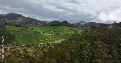 Wallpaper Mural Revealing drone shot of Tea Plantation hill in Munnar, Kerala, India. Cinemati Aerial View of Munnar. Aerial view of a tea plantation in Munnar. The beautiful Western Ghats mountain range in Kerala Torontodigital.ca