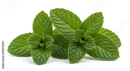 Fresh peppermint and spearmint leaves isolated on white background provide a fragrant herbal ingredient and aromatic garden spice for healthy tea and natural medicine